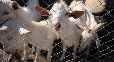 Yaban Hayvanlarına Karşı Çiftçilere Destek