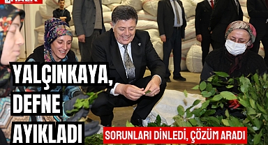 Yalçınkaya, Defne Ayıkladı
