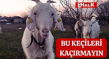 Bu Keçileri Kaçırmayın
