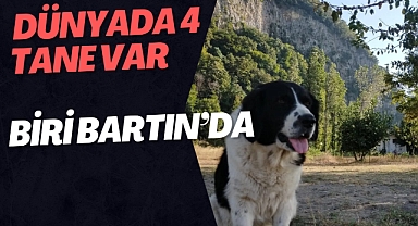 Dünyada 4 Tane Var, Biri Bartın'da