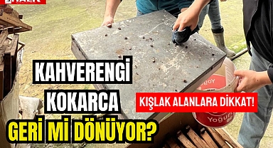 KAHVERENGİ KOKARCA GERİ Mİ DÖNÜYOR?