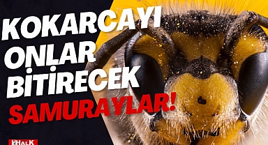 KOKARCA İLE MÜCADELEDE SAMURAYLIK DÖNEMİ