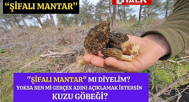Şifalı Mantar Mı Diyelim?