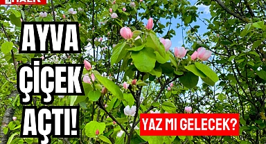 AYVA ÇİÇEK AÇTI!