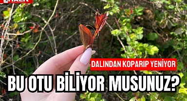 BU OTU BİLİYOR MUSUNUZ?