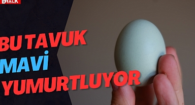 BU TAVUK MAVİ YUMURTLUYOR!