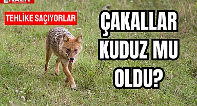 ÇAKALLAR KUDUZ MU OLDU?