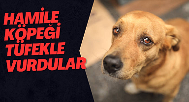 HAMİLE KÖPEĞİ TÜFEKLE VURDULAR