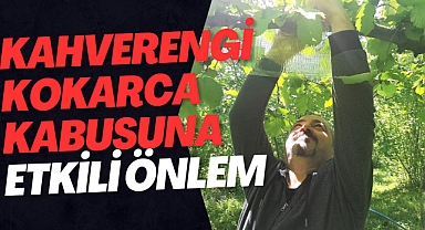 Kahverengi Kokarca Kabusuna Etkili Önlem