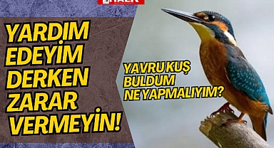 Yavru Kuş Bulunca Ne Yapılmalı?