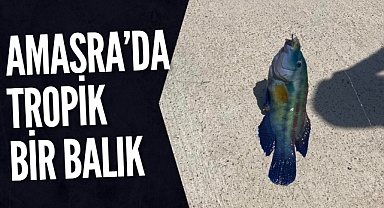 AMASRA'DA TROPİK BİR BALIK!