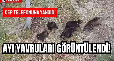 AYI YAVRULARI GÖRÜNTÜLENDİ!
