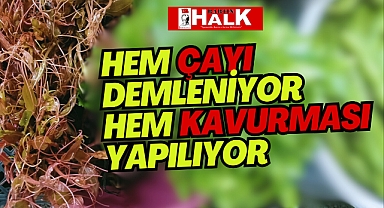 Galla Pazarı'nda Bugün Ne Var?