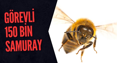 GÖREVLİ 150 BİN SAMURAY