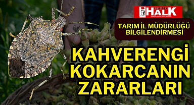 KAHVERENGİ KOKARCANIN ZARARLARI