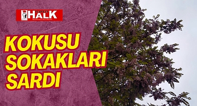 KOKUSU SOKAKLARI SARDI