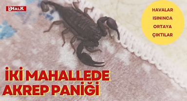 O Mahallelerde Akrep Paniği