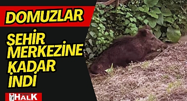 ŞEHİR MERKEZİNE İNDİ