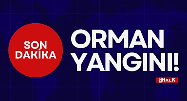 ORMAN YANGINI!