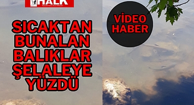 Sıcaktan Bunalan Balıklar, Şelaleye Yüzdü