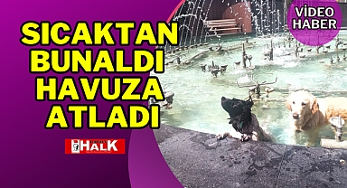 SICAKTAN BUNALDI, HAVUZA ATLADI