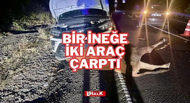 BİR İNEĞE İKİ ARAÇ ÇARPTI