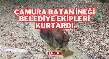 Çamura Batan İneği Belediye Ekipleri Kurtardı