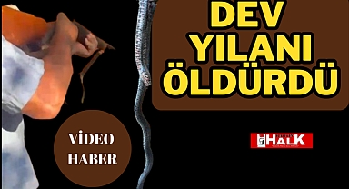 Dev yılanı öldürdü