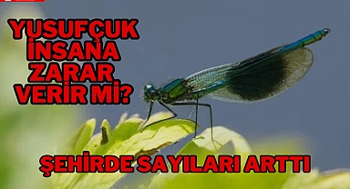 ŞEHİRDE SAYILARI ARTTI