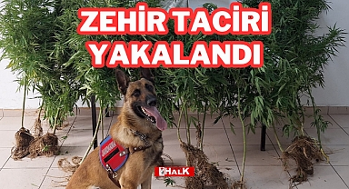 ZEHİR TACİRİ YAKALANDI