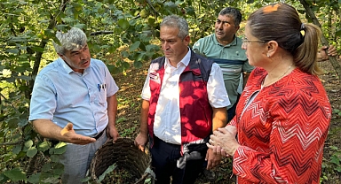 BARTIN'DA FINDIK HASAT ŞENLİĞİ
