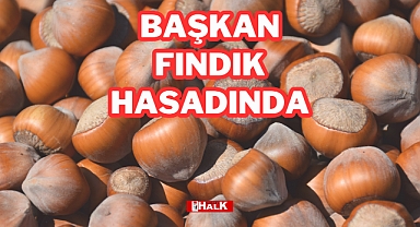 BAŞKAN FINDIK HASADINDA