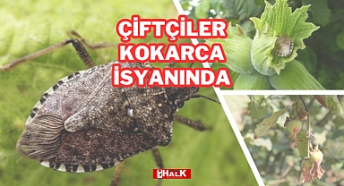 ÇİFTÇİLER KOKARCA İSYANINDA