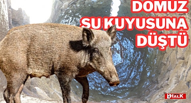 DOMUZ SU KUYUSUNA DÜŞTÜ