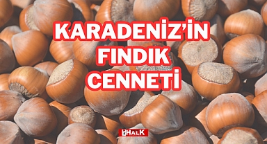 Karadeniz’in Fındık Cenneti