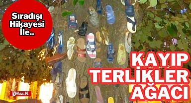 KAYIP TERLİKLER AĞACI