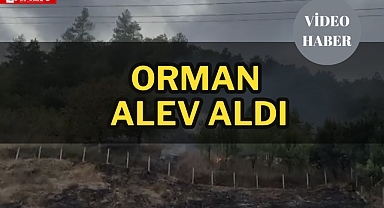 Orman alev aldı