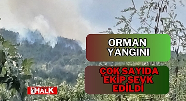 Orman yangını