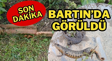 Bartın’da görüldü