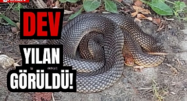 DEV YILAN GÖRÜLDÜ!