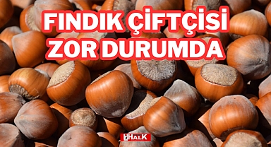 FINDIK ÇİFTÇİSİ ZOR DURUMDA