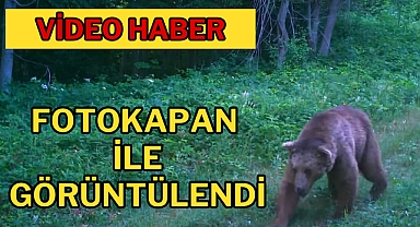 Fotokapan ile görüntülendi