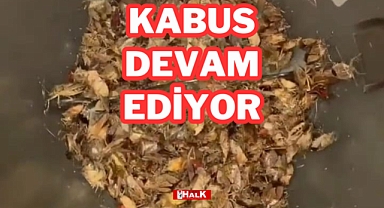 Kabus Devam Ediyor!