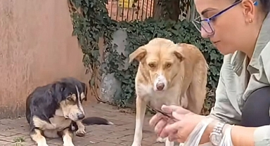 Sokak hayvanlarını unutmadılar