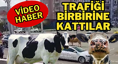 Trafiği birbirine kattılar