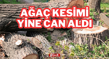 AĞAÇ KESİMİ YİNE CAN ALDI
