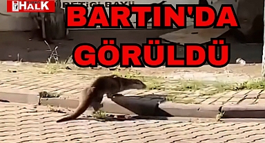 Bartın'da görüldü