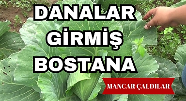 DANALAR GİRMİŞ BOSTANA