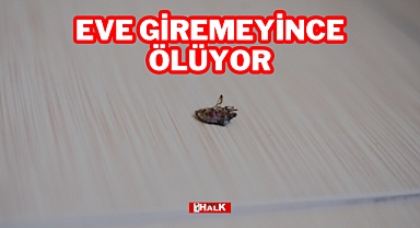 Eve Giremeyince Ölüyorlar