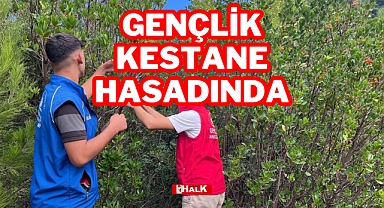 Gençlik Kestane Hasadında